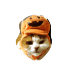 猫のみぃくん（個別スタンプ：7）