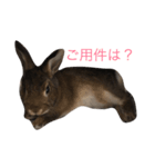 ネザーなうさぎさん01（個別スタンプ：4）