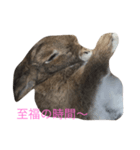 ネザーなうさぎさん01（個別スタンプ：5）