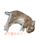 ネザーなうさぎさん01（個別スタンプ：8）