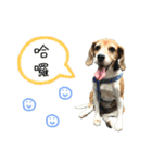 Beagle's Life（個別スタンプ：2）