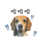 Beagle's Life（個別スタンプ：4）