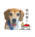 Beagle's Life（個別スタンプ：6）