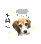 Beagle's Life（個別スタンプ：8）