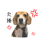 Beagle's Life（個別スタンプ：11）