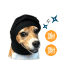 Beagle's Life（個別スタンプ：12）