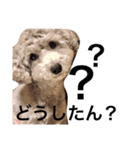 我が子スタンプ 朔太郎時々プーとコロン3（個別スタンプ：13）