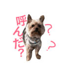 おいぬず スタンプ（個別スタンプ：1）