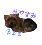 おいぬず スタンプ（個別スタンプ：2）
