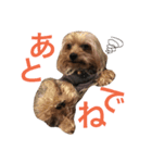 おいぬず スタンプ（個別スタンプ：3）