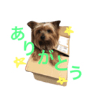 おいぬず スタンプ（個別スタンプ：4）