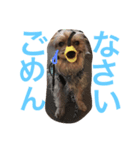 おいぬず スタンプ（個別スタンプ：5）