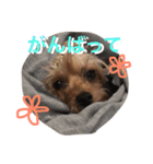 おいぬず スタンプ（個別スタンプ：8）