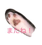 コリキ（個別スタンプ：2）
