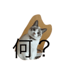 コリキ（個別スタンプ：3）