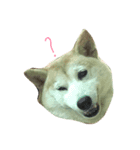 SHIBAROLL（個別スタンプ：1）