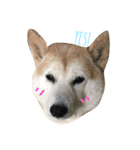 SHIBAROLL（個別スタンプ：2）