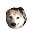 SHIBAROLL（個別スタンプ：4）