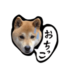 りゅちゃ（個別スタンプ：1）