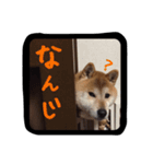 りゅちゃ（個別スタンプ：2）