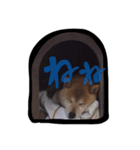 りゅちゃ（個別スタンプ：3）