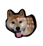 りゅちゃ（個別スタンプ：4）