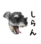 ミニチュアシュナウザー [日常会話]（個別スタンプ：10）