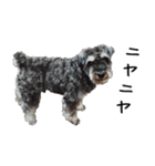 ミニチュアシュナウザー [日常会話]（個別スタンプ：15）