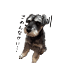 ミニチュアシュナウザー [日常会話]（個別スタンプ：19）