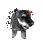 ミニチュアシュナウザー [日常会話]（個別スタンプ：26）