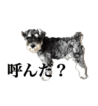 ミニチュアシュナウザー [日常会話]（個別スタンプ：30）
