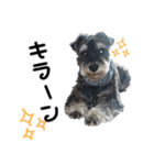ミニチュアシュナウザー [日常会話]（個別スタンプ：31）