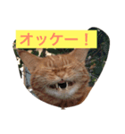 猫ら（個別スタンプ：1）