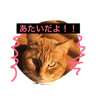 猫ら（個別スタンプ：4）