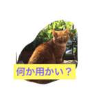 猫ら（個別スタンプ：6）