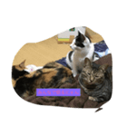 愉快な猫ちゃんたち（個別スタンプ：2）