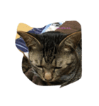 愉快な猫ちゃんたち（個別スタンプ：3）
