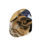 愉快な猫ちゃんたち（個別スタンプ：4）