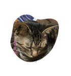 愉快な猫ちゃんたち（個別スタンプ：5）