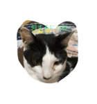 愉快な猫ちゃんたち（個別スタンプ：6）