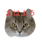 ねこのいち助（個別スタンプ：1）