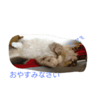 ねこのいち助（個別スタンプ：2）