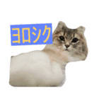 ねこのいち助（個別スタンプ：3）