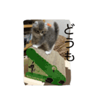 ねこのいち助（個別スタンプ：4）