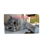 ねこのいち助（個別スタンプ：5）