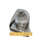 ねこのいち助（個別スタンプ：6）