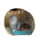 ねこのいち助（個別スタンプ：7）