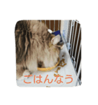 ねこのいち助（個別スタンプ：8）
