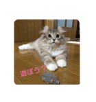 ねこのいち助（個別スタンプ：9）