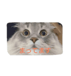 ねこのいち助（個別スタンプ：11）